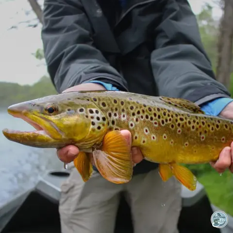S6, Ep 42: Ellis Ward's Tailwater Tactics and Temperature Tantrums