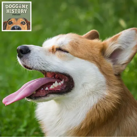 Welsh Corgis