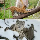 Tigers & Snow Leopards Podcast For Kids