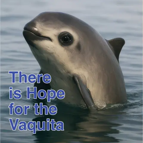 S5E25: The Vaquita Can Still Recover
