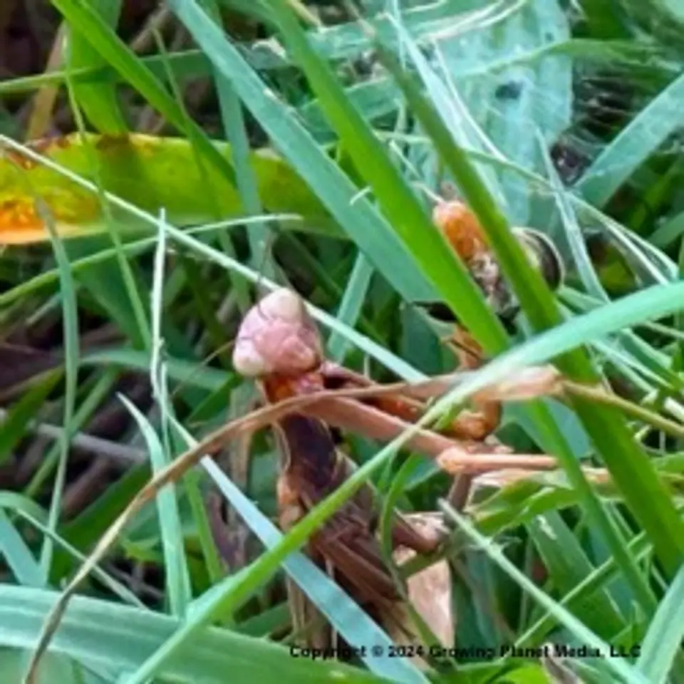 Mantis in Act