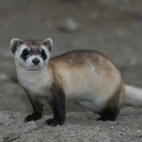 Black Footed Ferret
