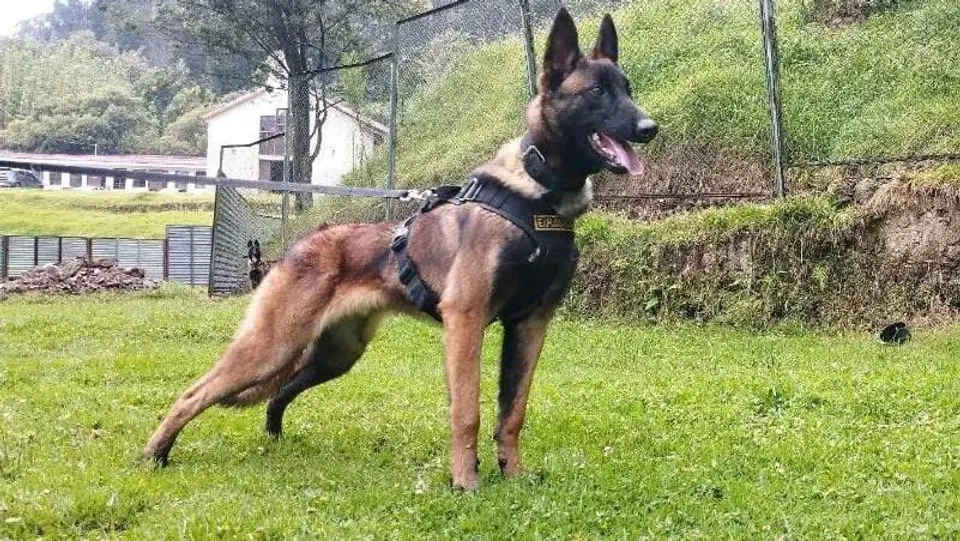Belgium Shepherd Hero Search Dog