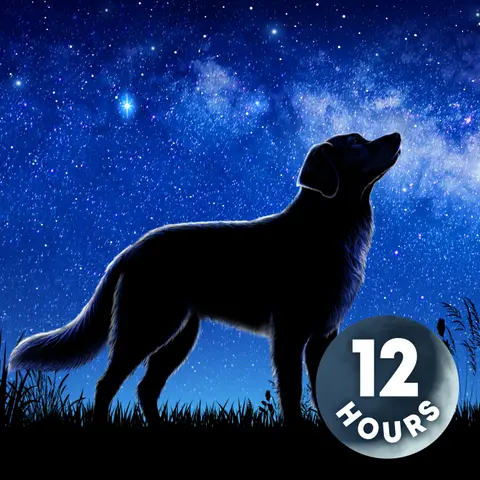 White Noise for Dogs 12 Hours | Separation Anxiety + Calm Barking