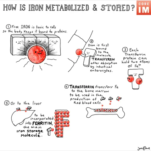 #147 Iron Deficiency: Grey Matters Segment