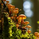 Fungus Podcast For Kids