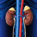 Adrenal Insufficiency