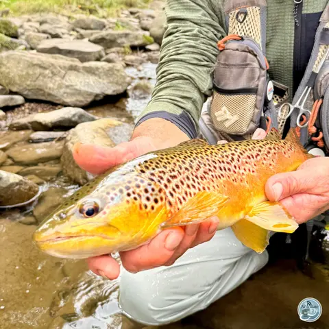 S8, Ep 71: Fall Fishing Forecast: George Costa on Streamers, Hatches and Safety Tips
