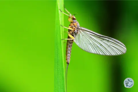 HOW TO FLY FISH: MAYFLIES (PART II): FISHING THE DRY