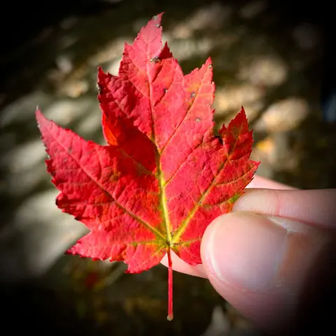 Fall Foliage in the Catskills: Leaf Peeping with the Locals