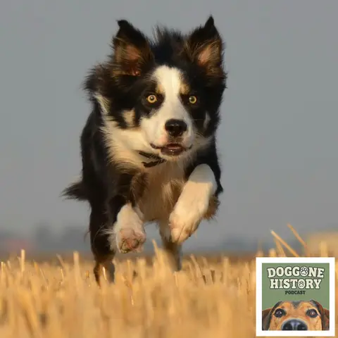 Border Collies: The World's Smartest Dogs