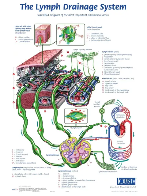 The Lymph System