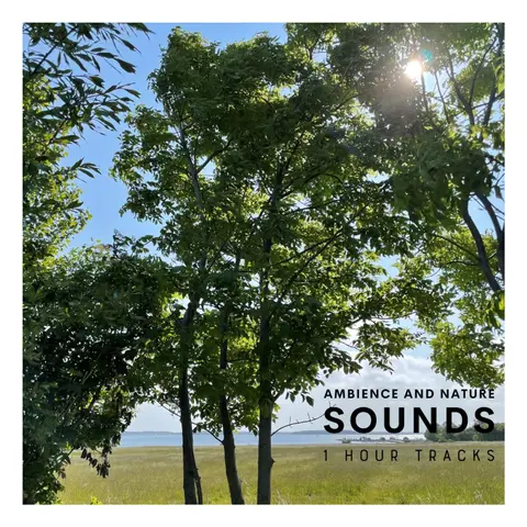 Birds singing from treetops on Strynø, while wind from the ocean blows through the leaves (1 hour)