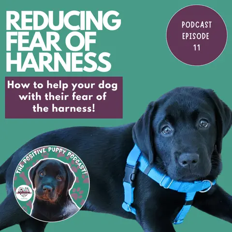 Episode 11: Reducing Fear of Harness