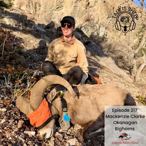 Bighorn Sheep with Okanangan Nation Alliance's Mackenzie Clarke