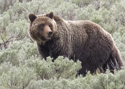 Episode 181: Doug Peacock on the Survival of Grizzlies and Unbroken Wildlands