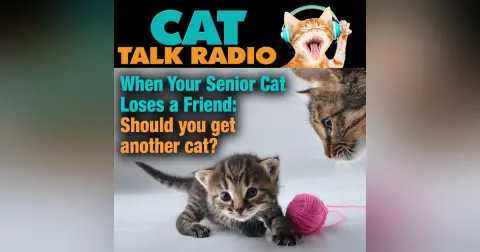 When Your Senior Cat Loses a Friend: Should You Get Another Cat?