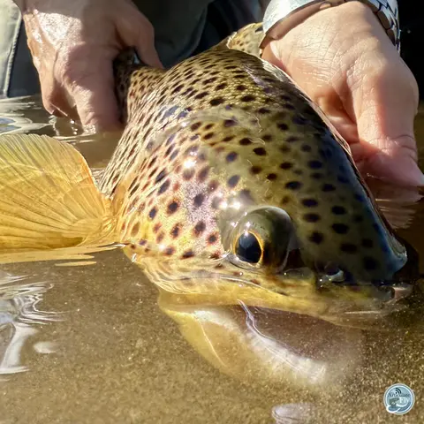 S8, Ep 17: Spring Awakening: George Costa on Central PA Fishing and Upcoming Hatches