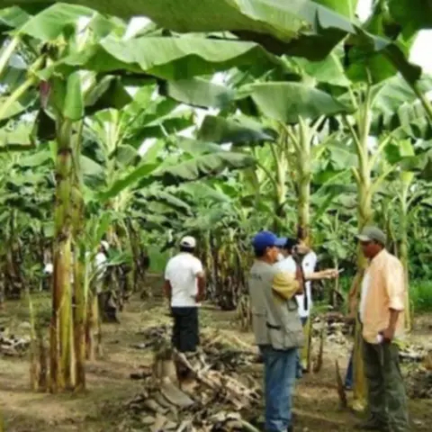 #999 El panorama agrícola de Puerto Rico