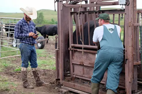 Dustin Questions, Weaning Calves, Calf Marketing, Top 5 Calf Marketing Considerations, Value of Preg-Checking