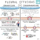 #182 Pleural Effusions: 5 Pearls Segment