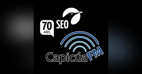 SEO es de pájaros y POSICIONAMIENTO es de sitios web