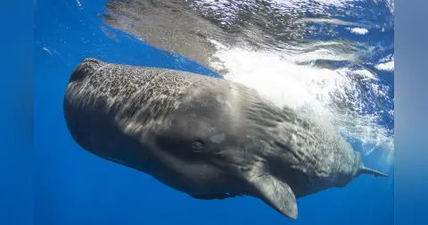 Whale 2.0: Shane Gero on decoding the language and culture of sperm whales (Part Two)