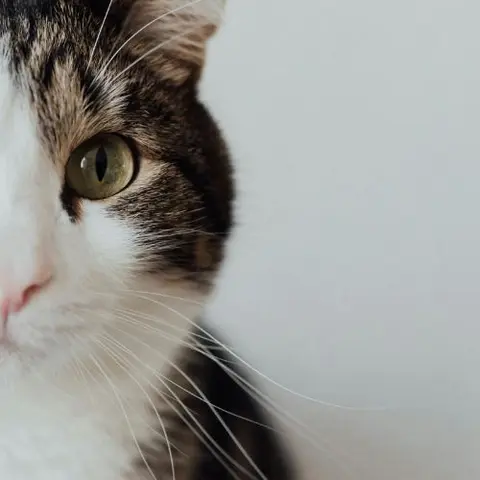 Feline Herpes Ulcers Simplified