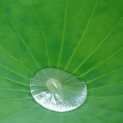 Plant-inspired innovations