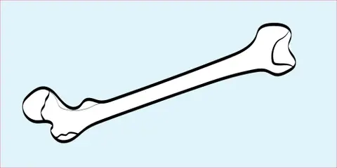 Fracture Healing