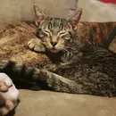 Kitten Killer and the Black Market