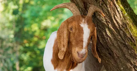 Midweek Mention... The Men Who Stare At Goats