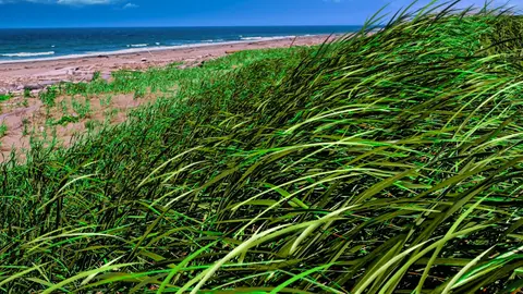 Ocean Waves and Gentle Breeze | Listen To Calm Your Mind & Relax