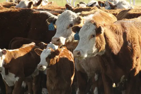 Poll Question, Summertime Pneumonia, Top Summer Pneumonia Risk Factors, Deworming, Trailer/Tire Management