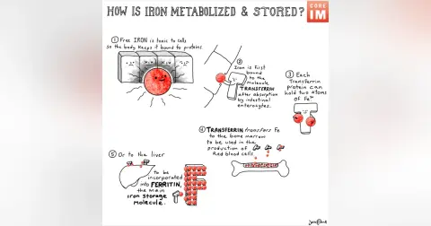 #147 Iron Deficiency: Grey Matters Segment