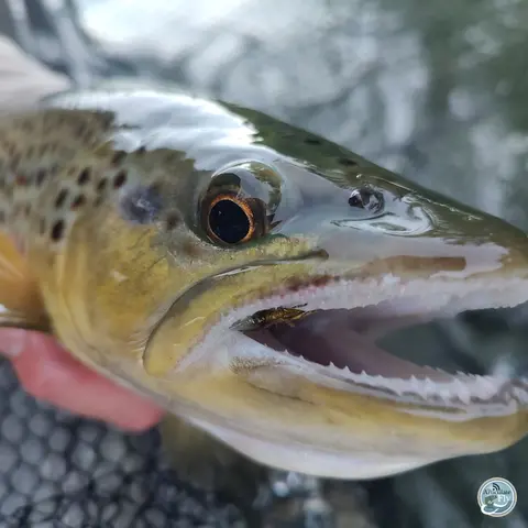 S6, Ep 60: Ellis Ward's Guide to East Tennessee: Streamers, Hatches and Big Fish
