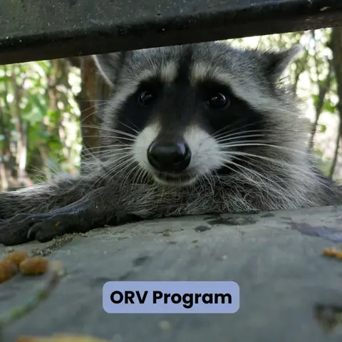 New Oral Rabies Vaccination Program for Harford County