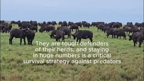 Lions and Buffalo Drama in the Maasai Mara