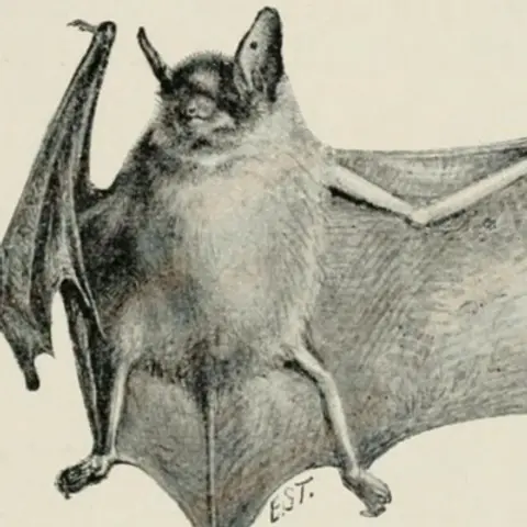 Talking Bats with Kathy Nolan