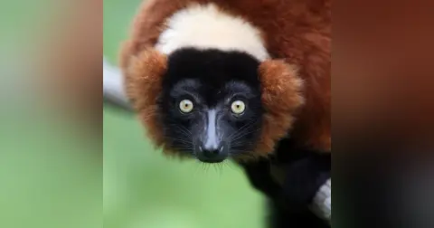 Lemurs Podcast For Kids