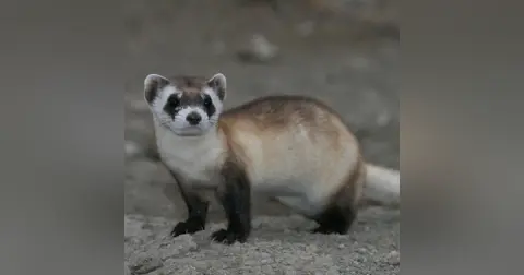 Black Footed Ferret