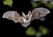 Episode 56 - Management of Suspected Rabies Exposure in the Emergency Department