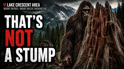 He Thought It Was a Cedar Stump. Then It Stood Up Near Lake Crescent