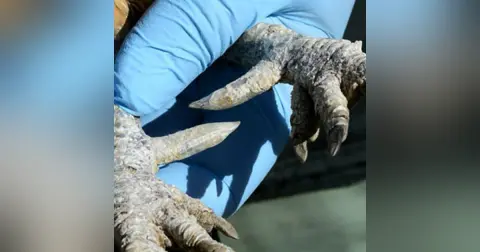 Historias de Miedo Enero 30 de 2023 PATAS DE GALLINA