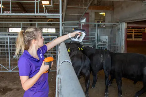 Dustin Questions, CattleTrace, Meet Andrew Moxey, Replacement Heifers, Tips for Replacement Heifer Selection at Weaning, Genomic Testing