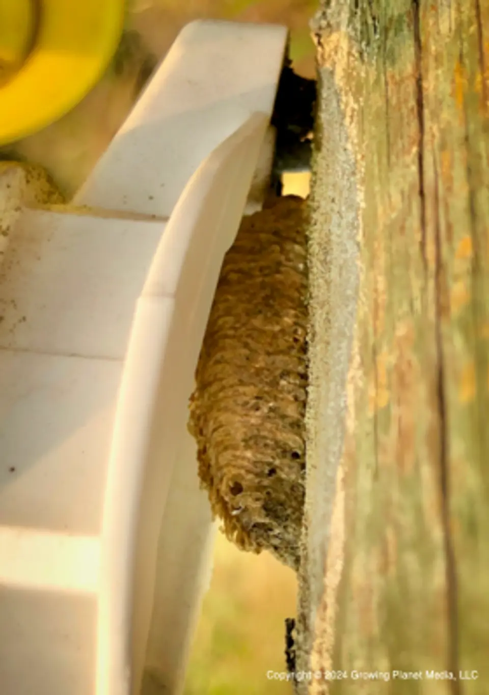 Mantis Egg Case on Post