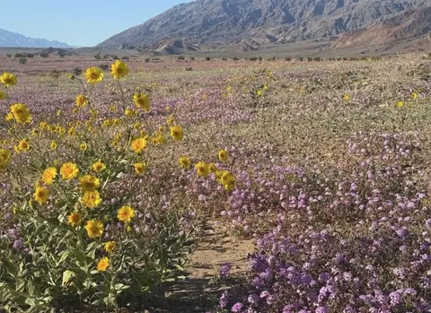 Wildflowers in the Desert: Finding Life Inside Alzheimer’s