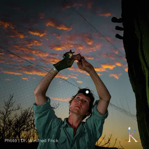 Bat Woman | With Dr. Winifred Frick, Research Biologist and Chief Scientist