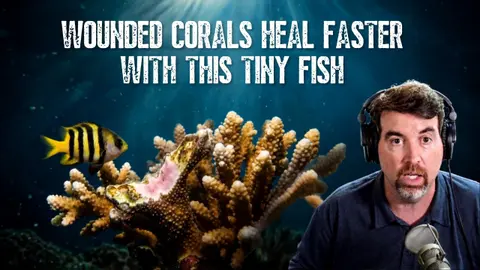 Why Wounded Corals Heal Faster When Damselfish Are Around