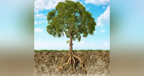 Roots